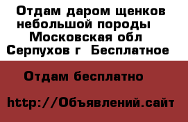 Отдам даром щенков небольшой породы. - Московская обл., Серпухов г. Бесплатное » Отдам бесплатно   